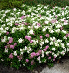       Spirea japonica Genpei or Shirobana 